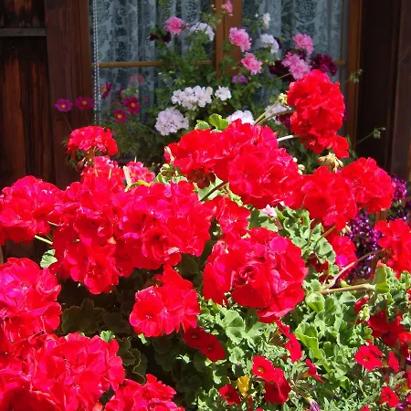 Panzió Bundb-wyssen-matten