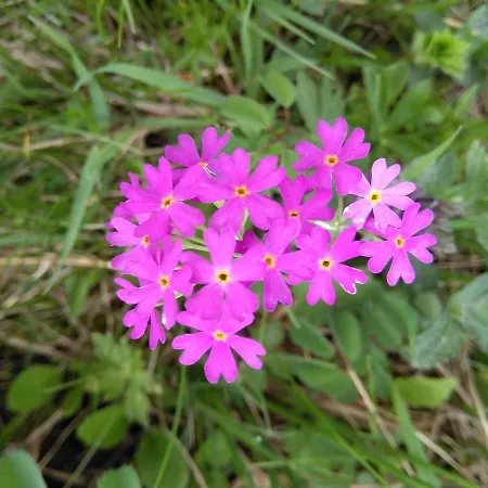 Bundb-wyssen-matten Bed & Breakfast 3*