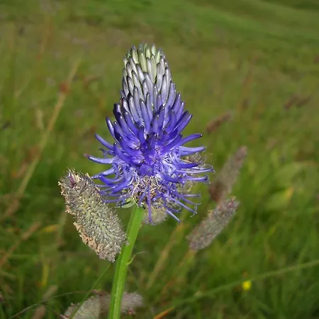 Bundb-wyssen-matten Bed & Breakfast 3*