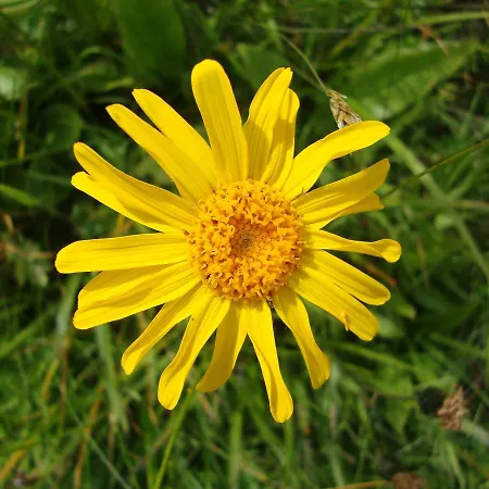 Bed & Breakfast Bundb-wyssen-matten 3*