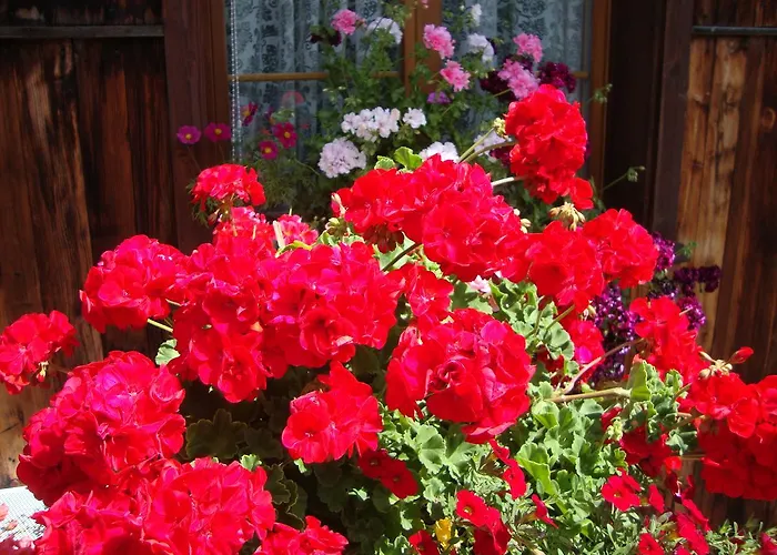 לינה וארוחת בוקר Bundb-wyssen-matten