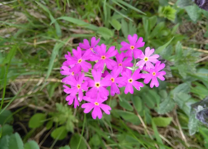 Bundb-wyssen-matten Bed & Breakfast 3*