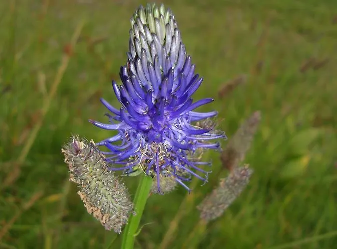 Bundb-wyssen-matten Отель типа 